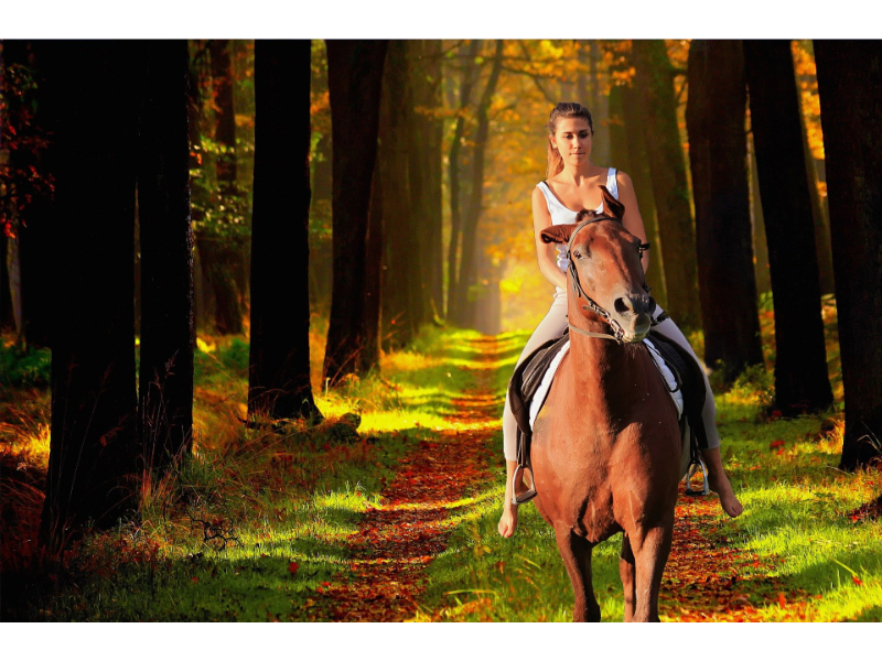 Preparing your horse for autumn