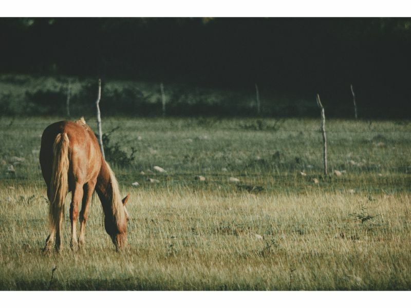 Wormers-Direct Horse Herb Subscription Service